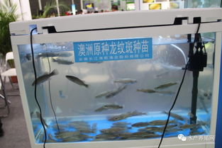 合肥漁博會(huì)盛況空前 近500家企業(yè)齊聚，亮點(diǎn)紛呈引領(lǐng)行業(yè)未來(lái)